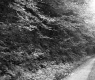 Trees by Road