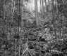 Forested Slope