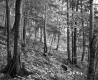 Trees on Slope