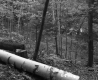 Felled Trees