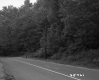 Trees by Paved Road
