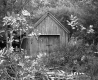 Shed in Forest