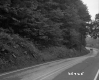 Trees by Paved Road