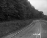 Trees by Paved Road