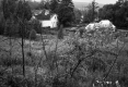 Houses through Trees