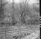 Tracks in Forest