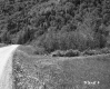 Field by Dirt Road