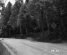 Trees by Dirt Road