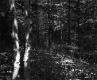 Forested Area