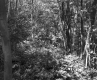 Forest Area