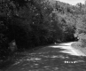 Trees Surrounding Paved Road