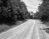 Dirt Road and Trees