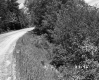 Grass and Plants by Road