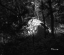 Boulder in Forest