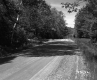 Dirt Road with Trees