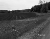 Crop Field