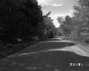 Dirt Road and Trees