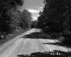 Dirt Road and Trees