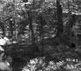 Forest Area