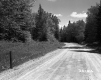Dirt Road and Trees