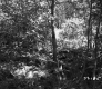 Twigs in Forest