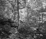 Forest Area