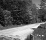 Dirt Road and Trees