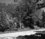 Trees by Dirt Road
