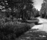 Grass by Dirt Road
