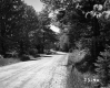 Dirt Road and Trees