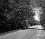 Dirt Road and Trees