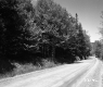Dirt Road and Trees