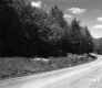 Dirt Road and Trees