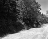 Dirt Road and Trees
