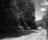Dirt Road and Trees