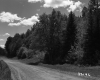 Trees by Dirt Road