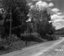Trees and Poles by Road