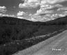 Flowers by Dirt Road