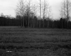 Harreck Property, Field and Forest