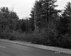 Bernardi Property, Forest along Highway