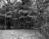 Bernardi Property, Forest View