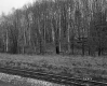 Bernardi Property, Railroad Tracks near Forest