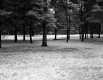 Sherman Property, View toward Forest