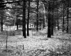 Sherman Property, Forest View