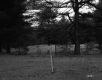 Sherman Property, View toward Forest