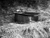 Goodwin Property, Spring