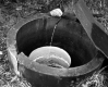 Goodwin Property, Spring