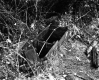 Goodwin Property, Spring