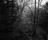 Trottier Property, Forest View