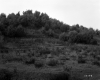 Trottier Property, Trees on Hilltop
